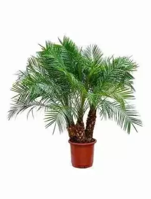 Финиковая пальма Робелена 3 ствола