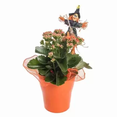 Каланхоэ каландива Дон Сергио