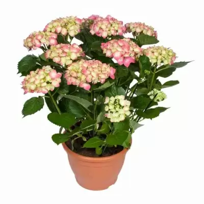 Гортензия Лейхфейер