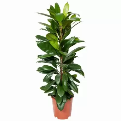 Фикус Циатистипула Разветвленный