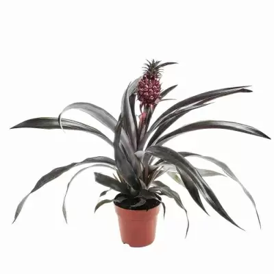 Ананас Пацифико