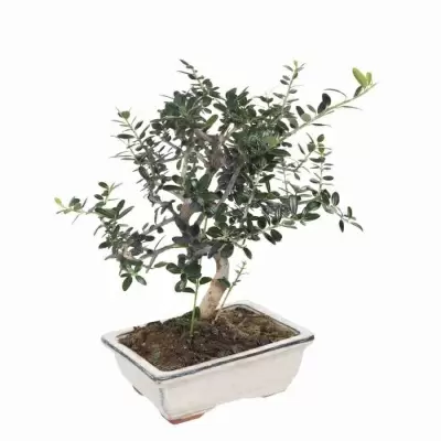 Бонсай Муррайя Паникулата