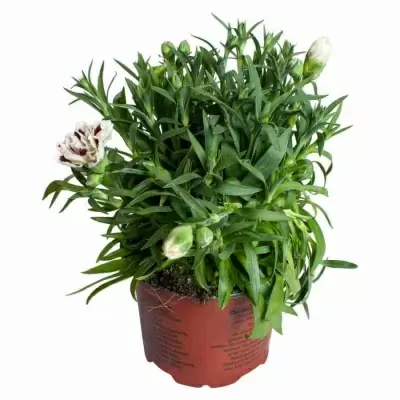 Гвоздика Оскар бело-красная