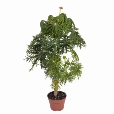 Ятрофа Мультифида Ятрофа Мультифида