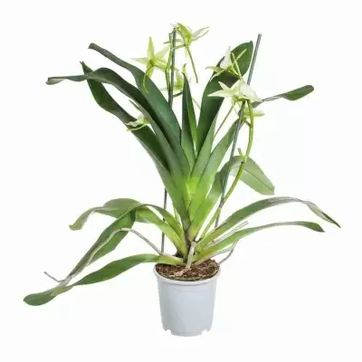 Ангрекум Вейтча 2 ст