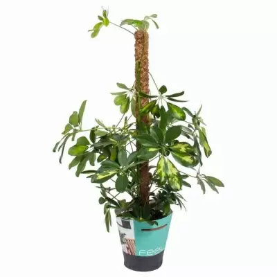 Шеффлера Голд Капелла на опоре