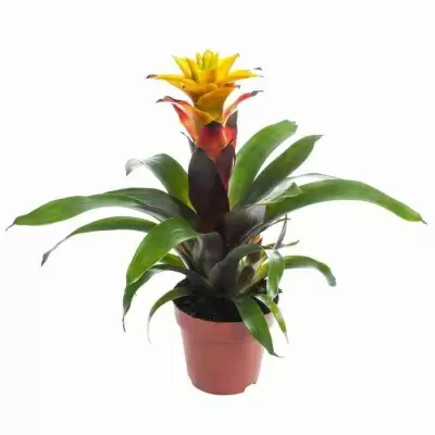 Гузмания Соледо