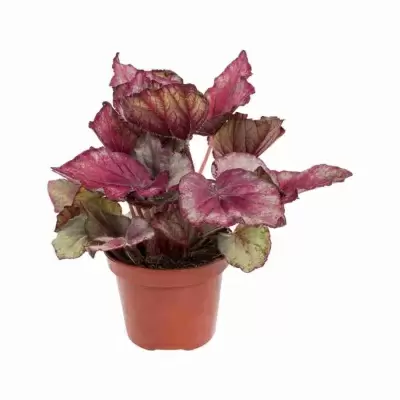 Бегония рекс Ушуая