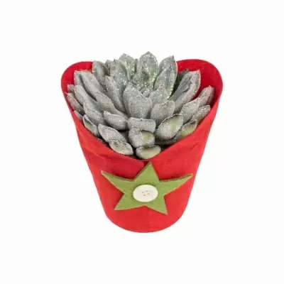 Эхеверия Тексенсис