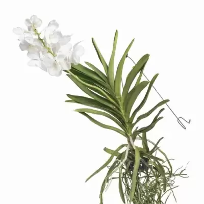 Ванда белая ампельная