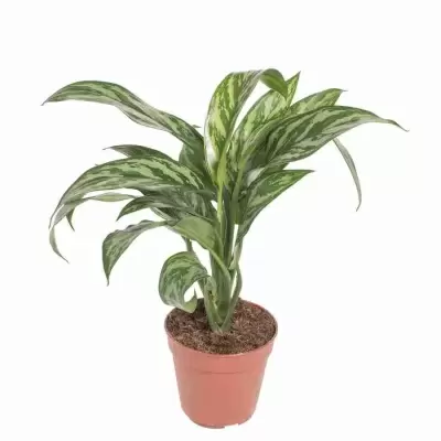 Аглаонема Лилиан