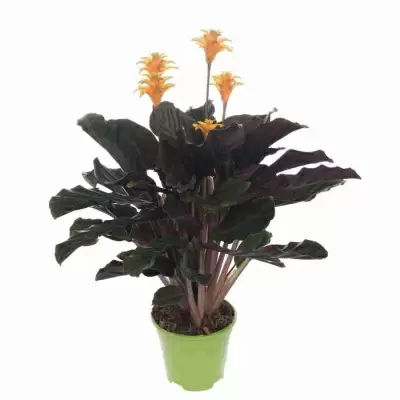 Калатея Кроката