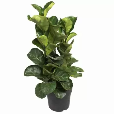 Фикус лировидный (лирата) Бамбино 3 ст