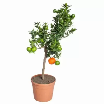 Цитрус Чинотто 