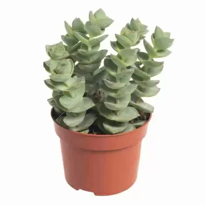 Крассула перфората Гиант