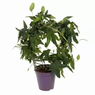 Пассифлора Марике