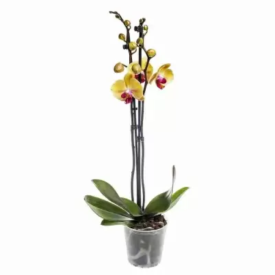 Фаленопсис Пирейт Пикоте 2 ст