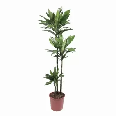 Драцена фрагранс Джанет Крейг 3 ствола