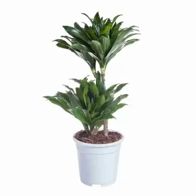 Драцена фрагранс Компакта 2 ст