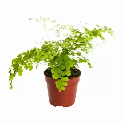 Адиантум Фрагранс Адиантум Фрагранс