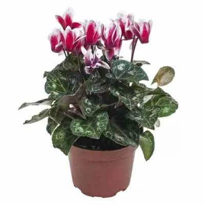 Цикламен Снежная горка