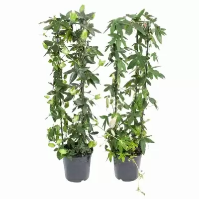 Пассифлора Микс цилиндр