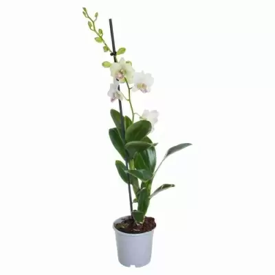 Дендробиум Санок Сноу Джейд 1 ст