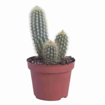 Аустроцефалоцереус Пурпуреа