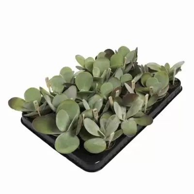 Денежное дерево