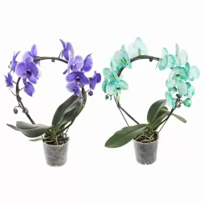 Фаленопсис королевский Мейк Ап обод голубой