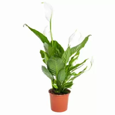 Спатифиллум Шопен Спатифиллум Шопен