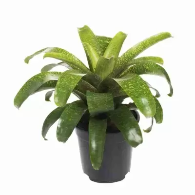 Вриезия Фостера Сайделиана