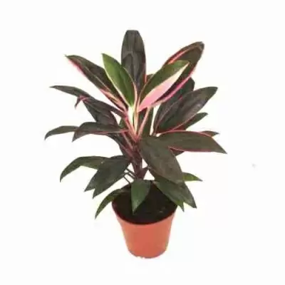 Кордилина Танго