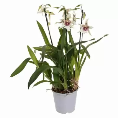 Камбрия Tahoma Glasier Green