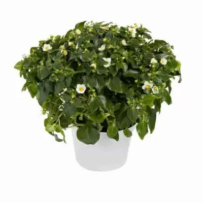 Экзакум Белый гном