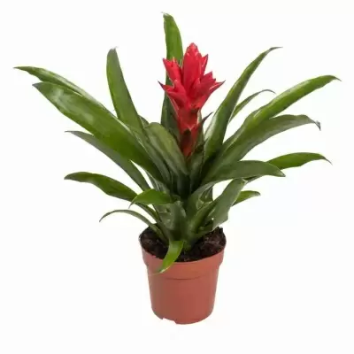 Эхмея Розанна Элегант красная