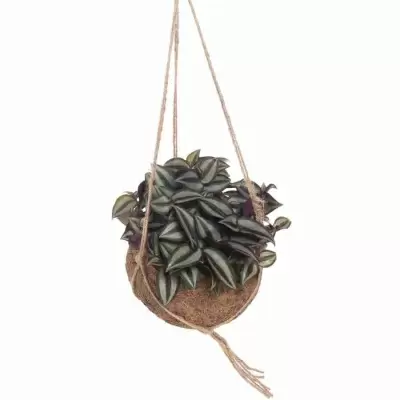 Традесканция Зебрина ампельная Традесканция Зебрина ампельная