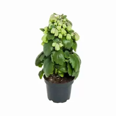 Каланхоэ Меджик Белл