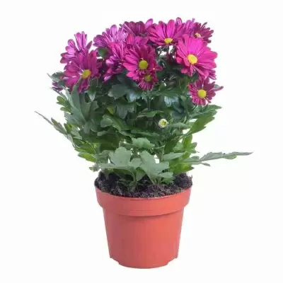 Хризантема Опера Тайм