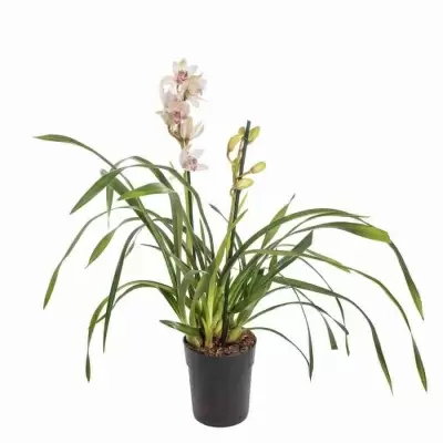 Цимбидиум Сабин