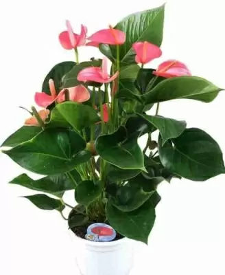 Антуриум Андрианум Чемпион Розовый