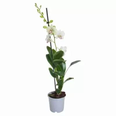 Дендробиум Санок Сноу Джейд 1 ст