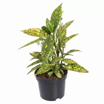 Аукуба Японская Голден Кинг Аукуба Японская Голден Кинг