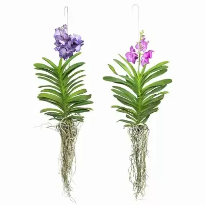 Ванда микс ампельная