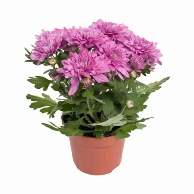 Хризантема Розовая Обискью