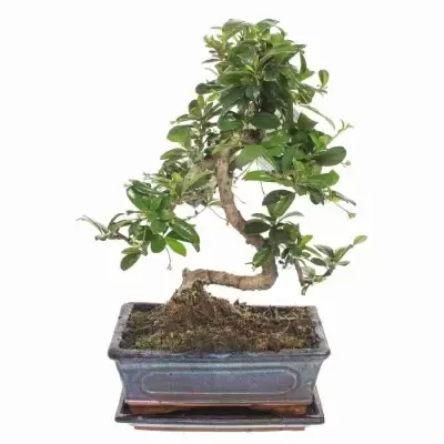 Бонсай Азалия