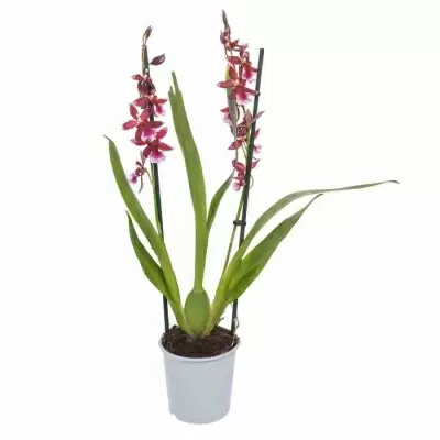 Камбрия Барокко 2 ст