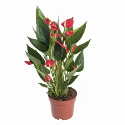 Антуриум андрианум Рейнбоу чемпион