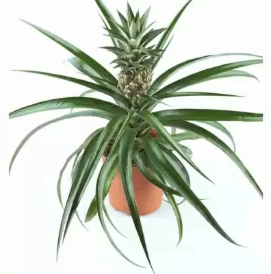 Ананас Чампака