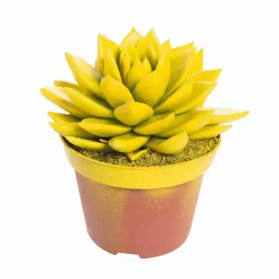 Эхеверия краш желтая